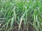 Preview: Zizania latifolia Wasserreis